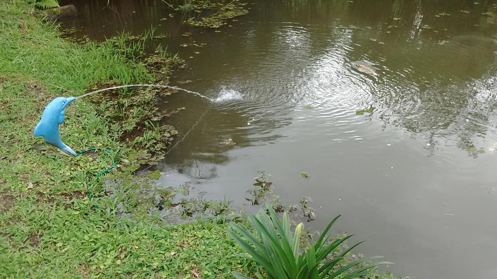 Sitio E Pousada Recanto Dos Ipes Teresópolis Buitenkant foto
